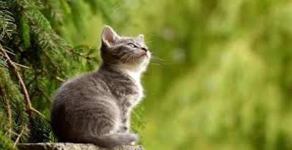 Rüyada Kedi Görmek Ne Anlama Gelir?