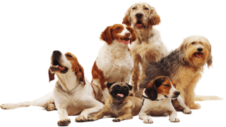 Göktürk Veteriner Hizmetlerinde Güvenilir Bir Adres Vettown Veteriner Kliniği