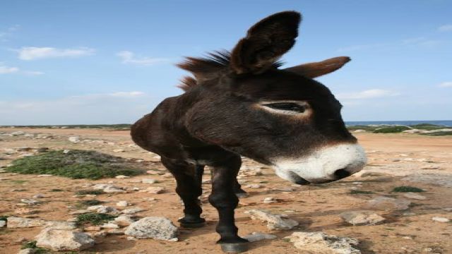Kıbrıs Karpaz eşekleri