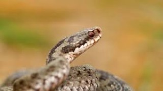 Rüyada Yılan Görmek: Gizemli Bir Sembolün Derin Anlamları